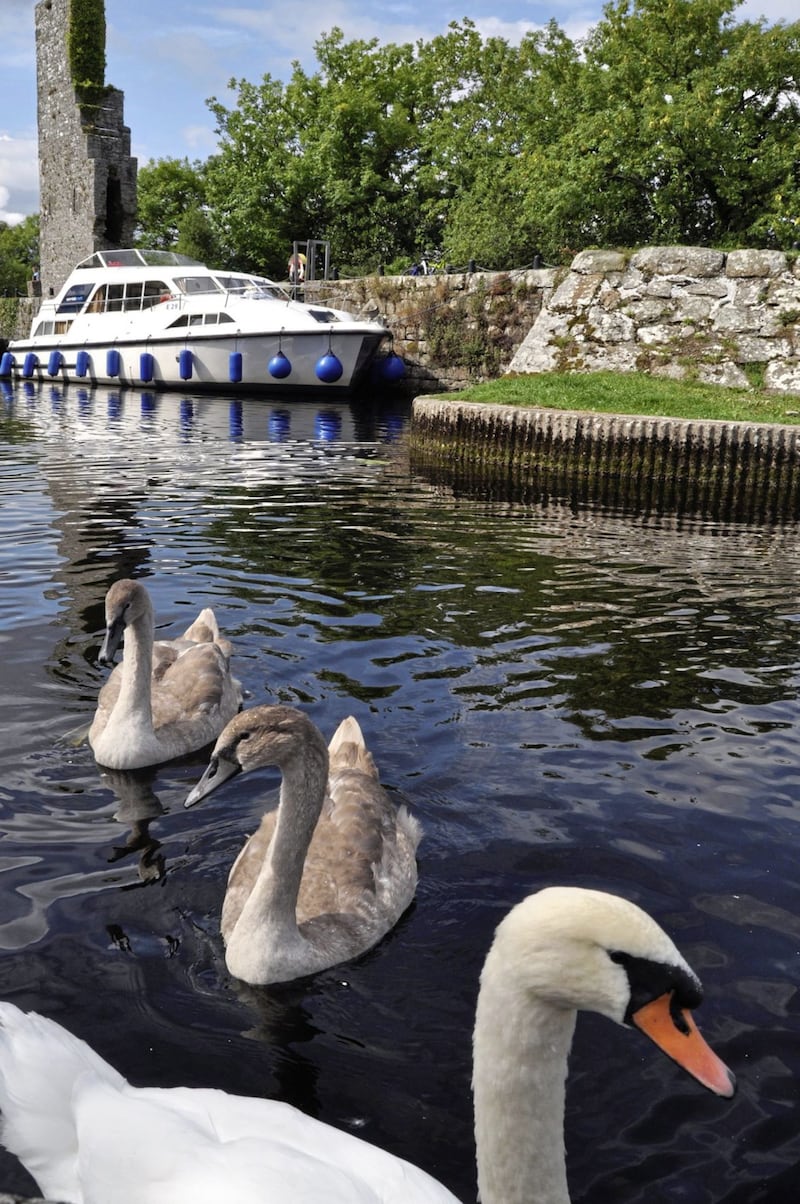 Swans, with their air of having swum on Lough Erne since time immemorial 