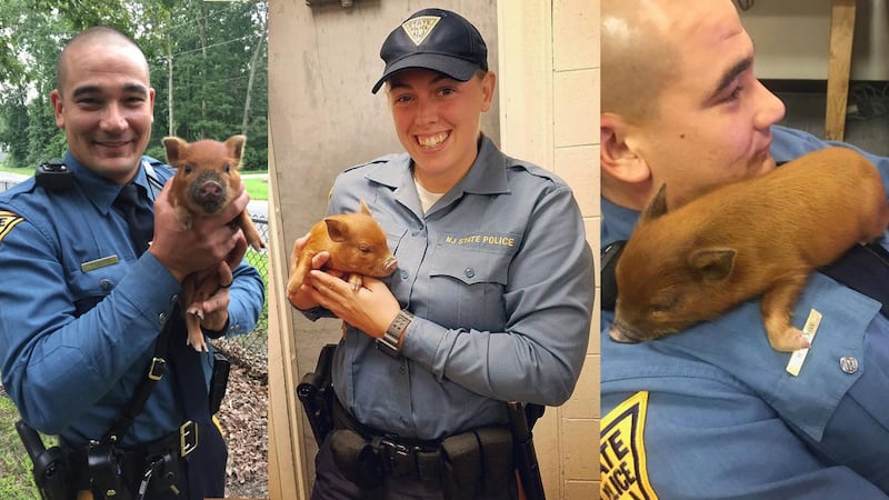 Three state troopers helped to catch the loose pig in New Jersey.