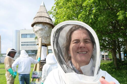Researchers call on citizen scientists to support ‘Plan Bee’