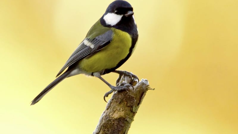 Great tits appear to be benefiting from our milder winters. The State of the UK&#39;s Birds 2017 report showed the greatest increases in great tits was in Northern Ireland 