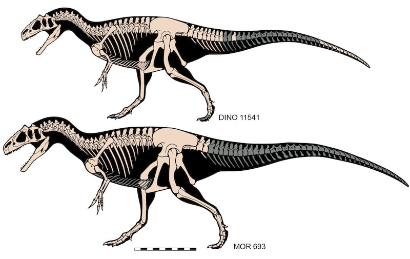 Allosaurus jimmadseni skeletons.