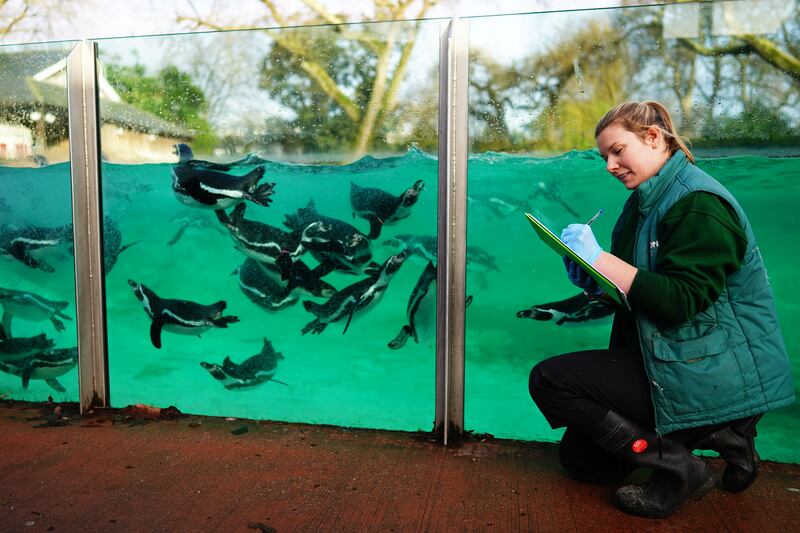 Zoo keeper Jess counts Humboldt penguins
