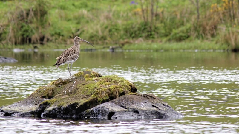 A curlew at Muckinish. The RSPB has said curlews and corncrakes are now at risk of extinction across Ireland. Picture by Amy Burns 