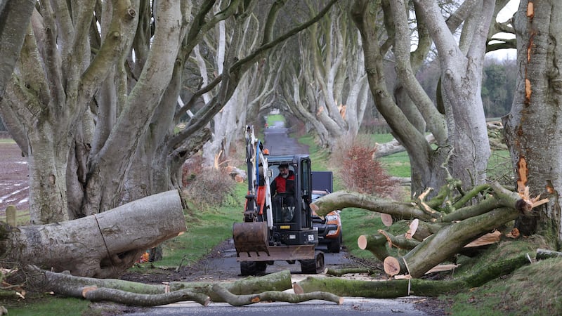 PACEMAKER BELFAST  22/01/2024
The strong winds overnight from Storm Isha has brought down another large oka tree at The Dark Hedges in Ballymoney. 3 trees came down overnight reducing the number from 79 to 76 now still standing.
Photo Stephen Davison/Pacemaker Press