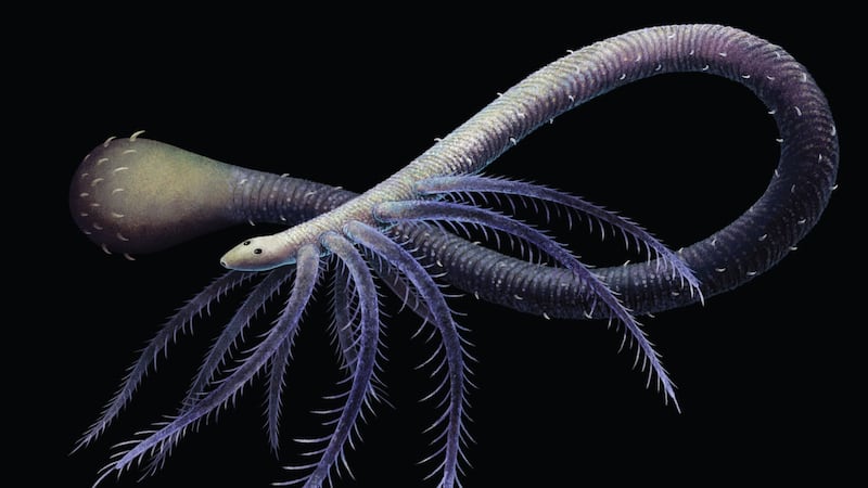 The Facivermis, a worm-like creature that lived approximately 518 million years ago, had five pairs of spiny arms near its head.