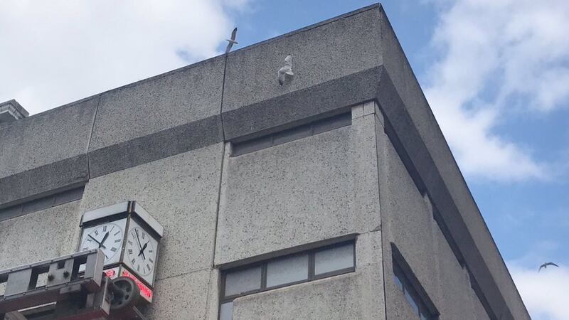 The gull was rushed to a vet for treatment after being freed from netting on the side of a building.