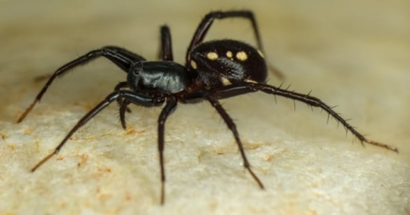 ant eating spider 