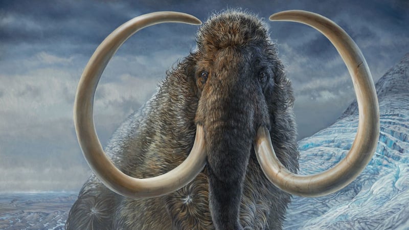 The research analysed a fossilised tusk to recreate the ancient shaggy-haired creature’s life history that spanned 28 years.