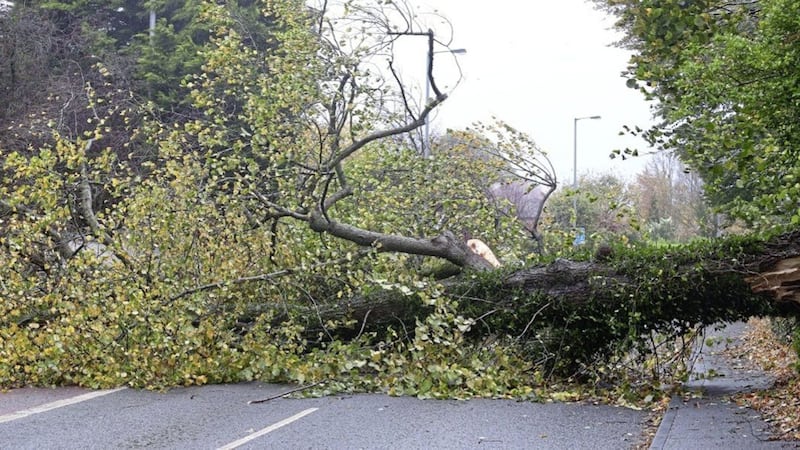 A large tree down on the Upper Malone Road due to the storm. Picture by Mal McCann 