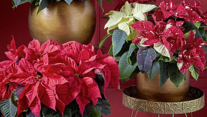Poinsettias add Christmas red colour to the home 