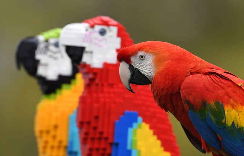 Inca, a Scarlet macaw, comes face to face with Polina and Pearl, a life-size sculpture of a Scarlet macaw and a Blue-and-gold macaw, constructed from 1,800 Lego bricks at ZSL Whipsnade Zoo