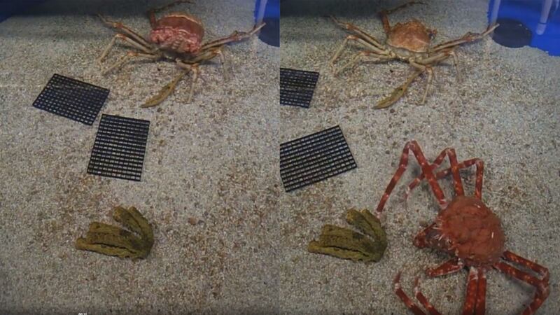 Time-lapse footage captures the six-hour process of a Japanese Spider Crab moulting out of its shell at SeaWorld San Diego.