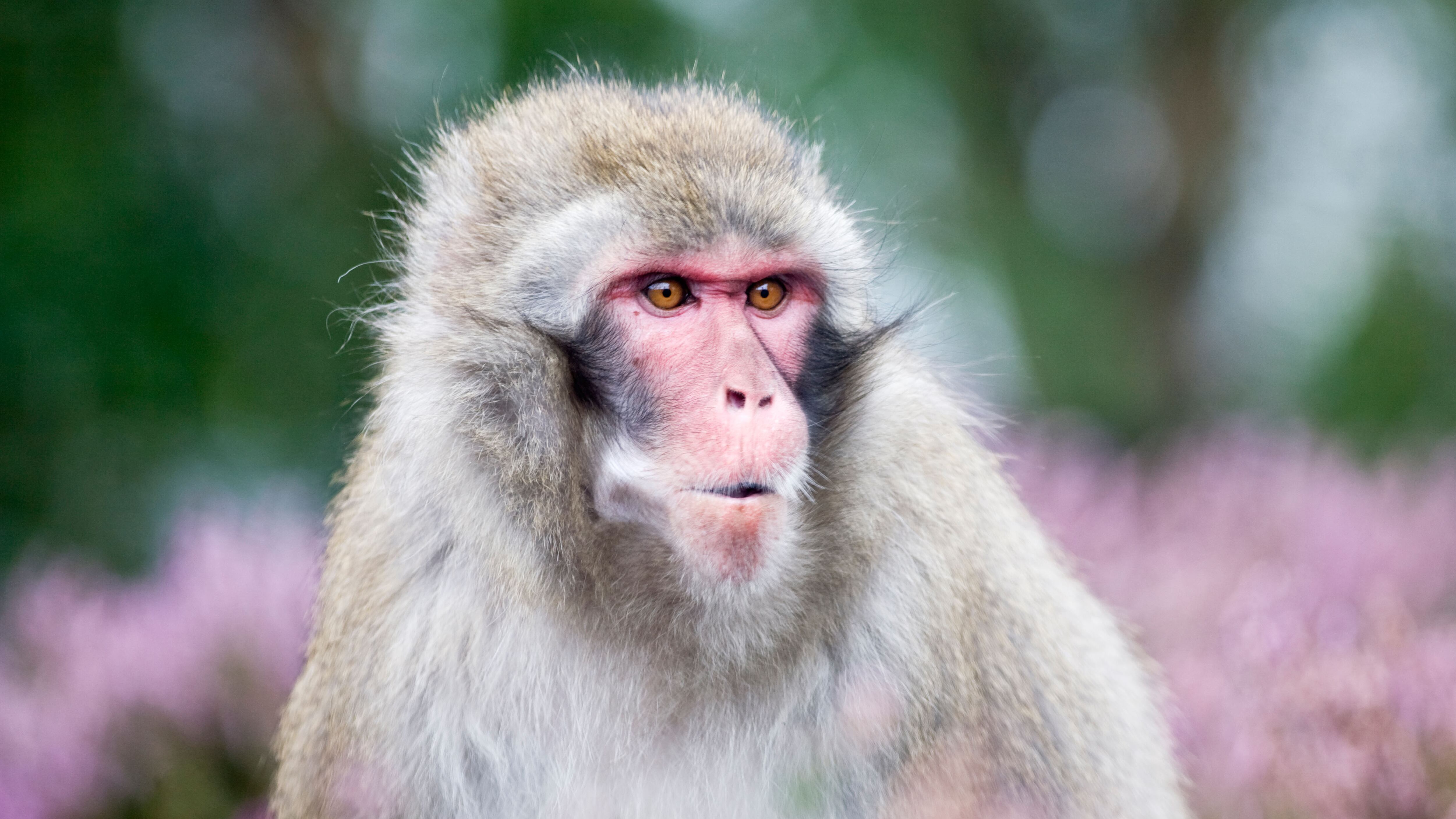 The macaque was spotted in drone footage