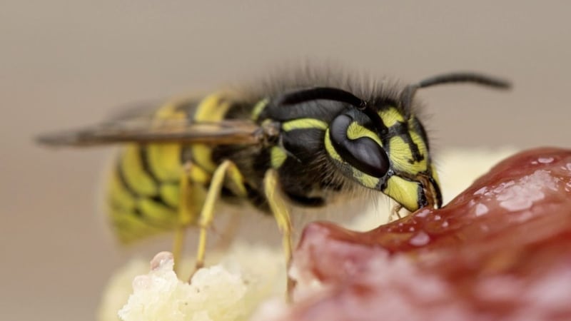 A warm summer has led to a rise in wasp numbers, according to pest controllers 