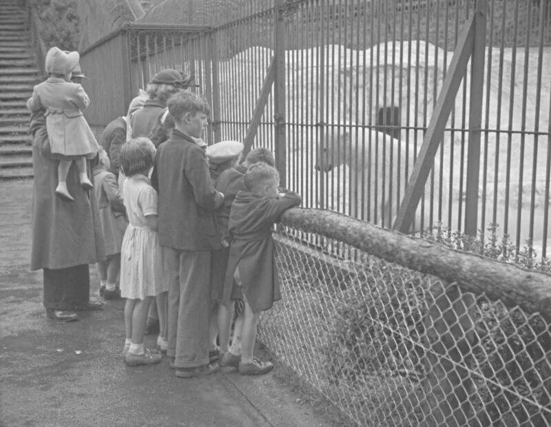 1950 - Feeding the polar bear at Belfast Zoo 