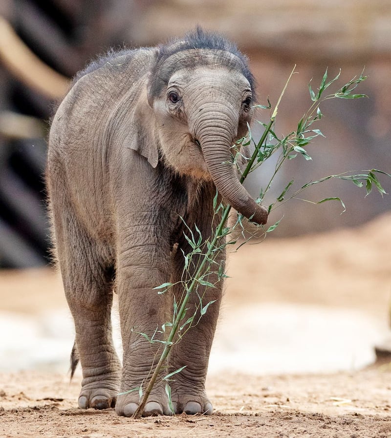 Baby elephant at Chester zoo