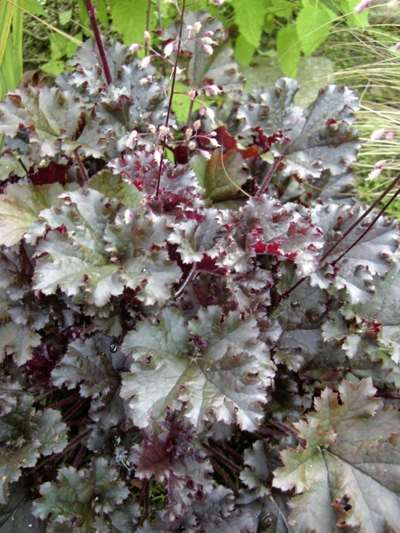Heuchera &#39;Dark Secret&#39;. Heuchera dream plants for gardeners as they can be used in many locations and they are great in planted containers as companion plants for contrast 