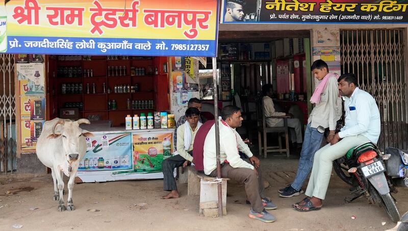 A cow takes shelter in shade outside a shop along with people in Lalitpur district in northern Uttar Pradesh state