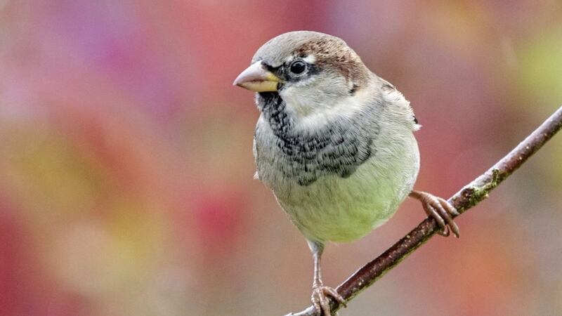 The house sparrow has suffered a huge population decline across Europe 