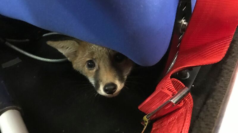The RSPCA rescued the young animal after he was spotted under the bolted-down seat.
