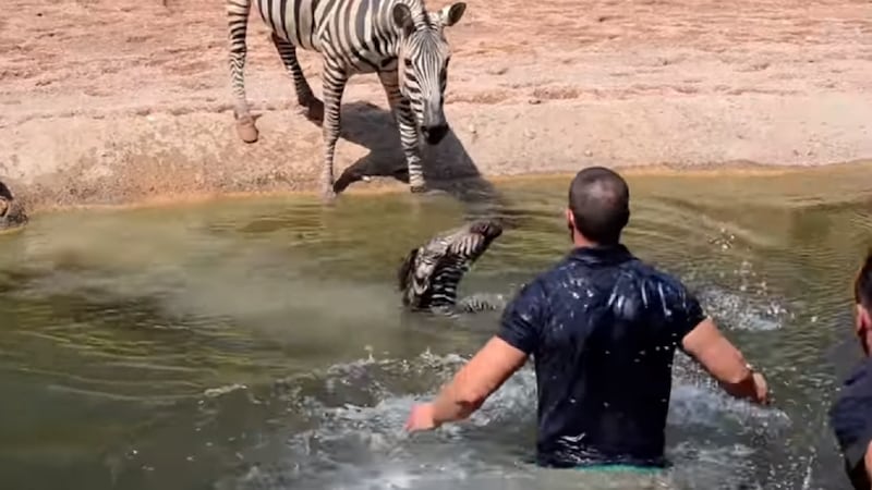 Zookeepers had to act quickly after the little one fell into the water surrounding their enclosure.