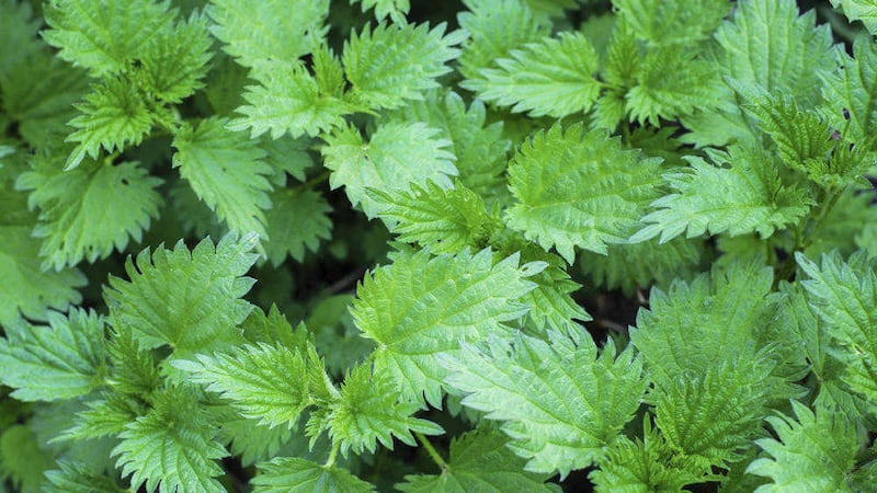 Even the humble nettle has several lookalike family members so make sure you are using the real thing 