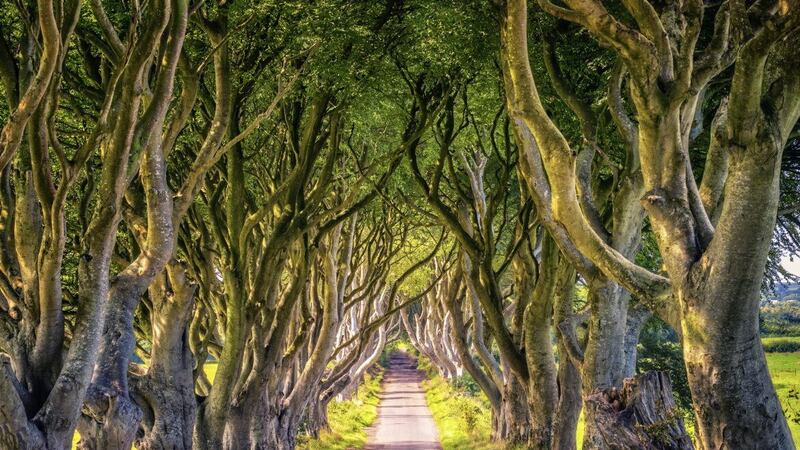 A willingness to go to new places opens up a world of discovery, and places like the Dark Hedges near Ballymoney 