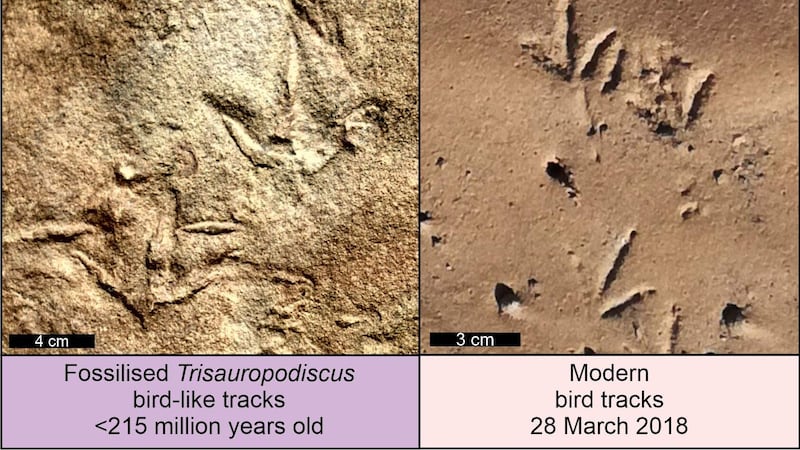 Fossilised Trisauropodiscus tracks, left, and modern bird tracks (Abrahams et al/PA)