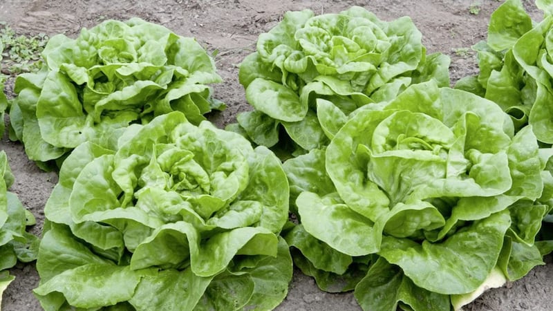 Lettuce pray &ndash; that stock and prices both get back to normal soon 