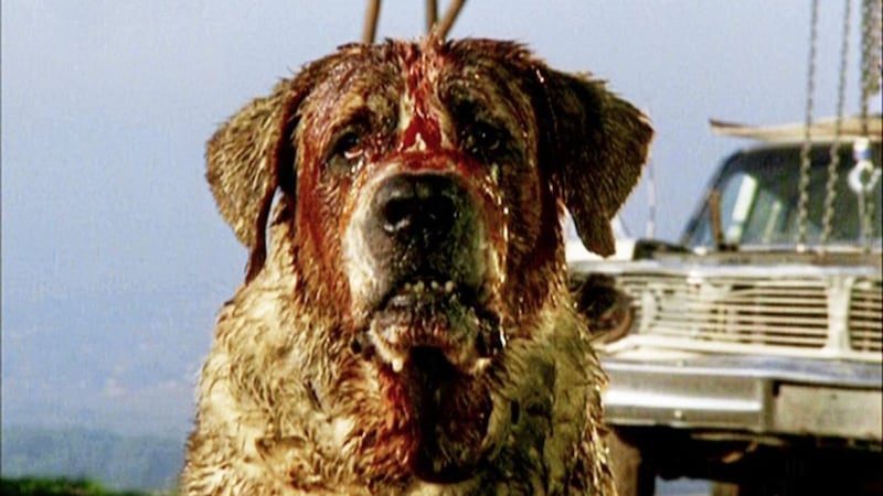 Cujo offers basic horror fun, even if its elderly star looks too cute to kill 