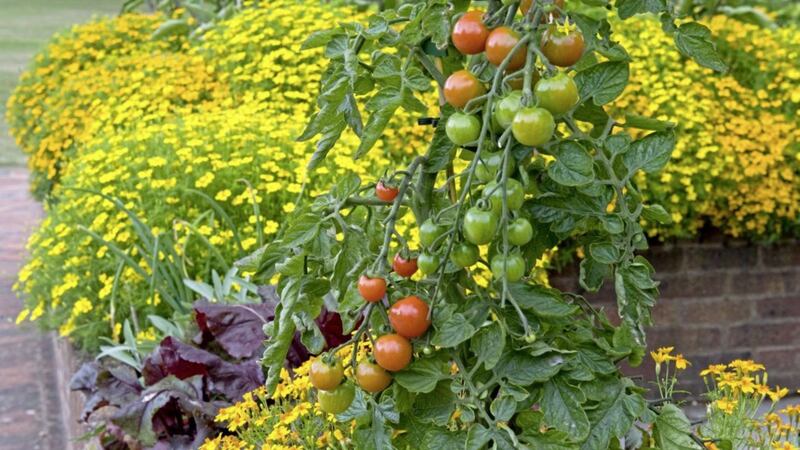 Tomatoes planted with tagetes 