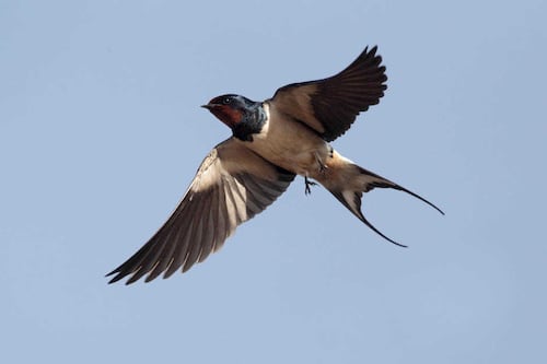 Take On Nature: ‘I meditate upon a swallow’s flight’ 