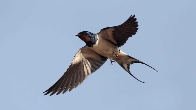 A swallow (Hirundo rustica) in flight 