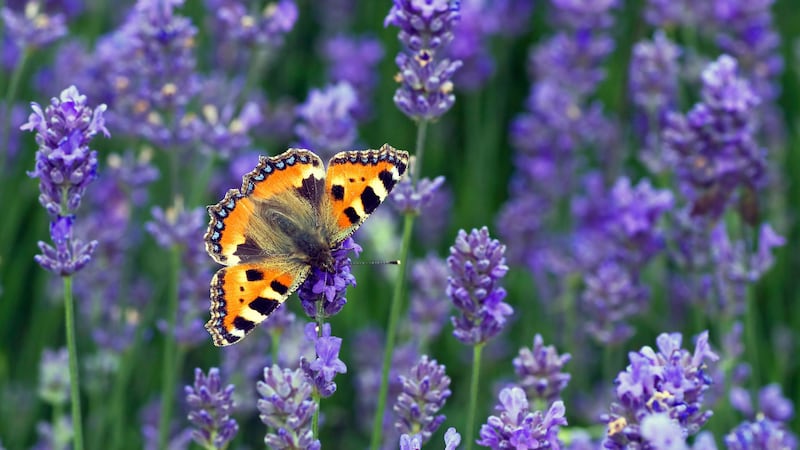 The TV presenter and Butterfly Conservation have launched annual citizen science event the Big Butterfly Count.