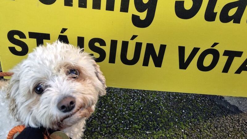 Buffy the dog waiting outside a polling station as Ireland votes in the Presidential election.Siobhan Quill/PA Wire 