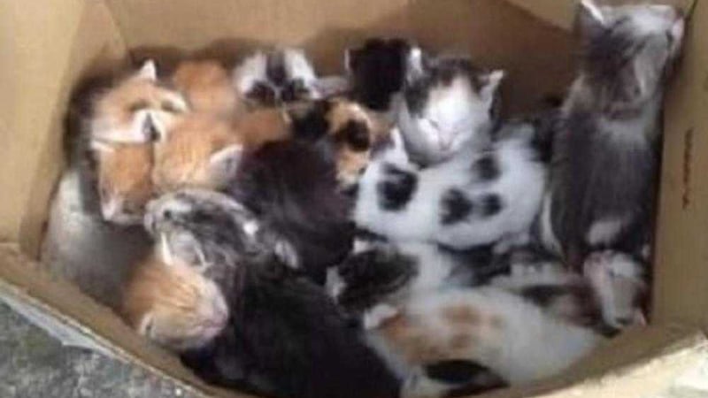 Some of the kittens abandoned in Killybegs.  