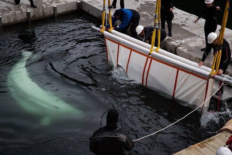 Open-water sanctuary for Beluga Whales