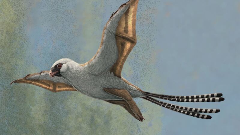 Yi qi and Ambopteryx longibrachium only managed to “glide clumsily between the trees”.