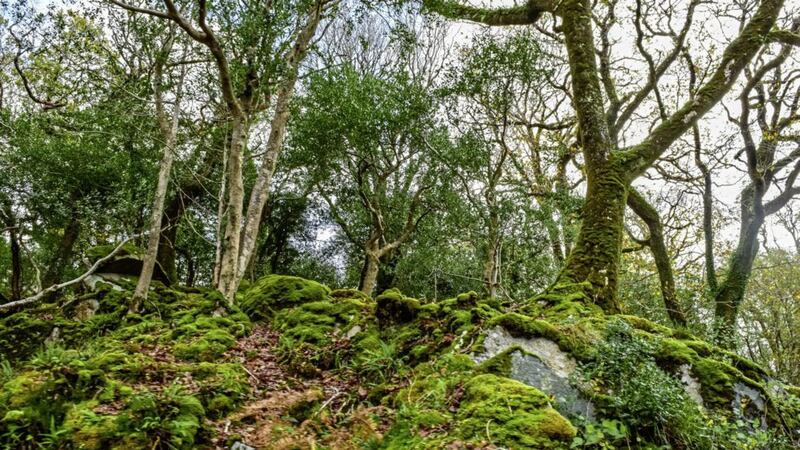 Growing your own little woodland is the subject of a course run by the Belfast Hills Partnership 