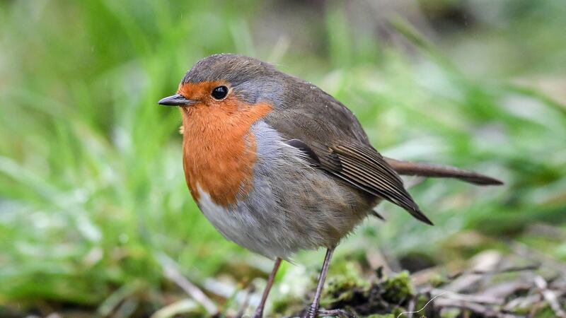 Only a handful of common bird species, such as robins, blackbirds and thrushes,  are carrying seeds to regions where temperatures are cooler.