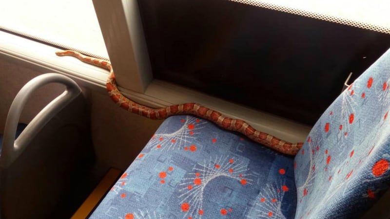 The pet found itself travelling solo on a service in Paisley, Renfrewshire.