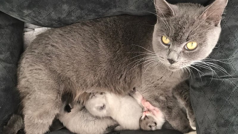 Bella, the mother of the kittens, was found to have been missing since May.