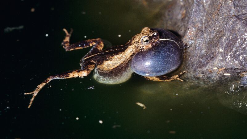 Researchers compared the mating calls of the tiny male tungara frogs living in Panama City and those living in the nearby tropical forests.