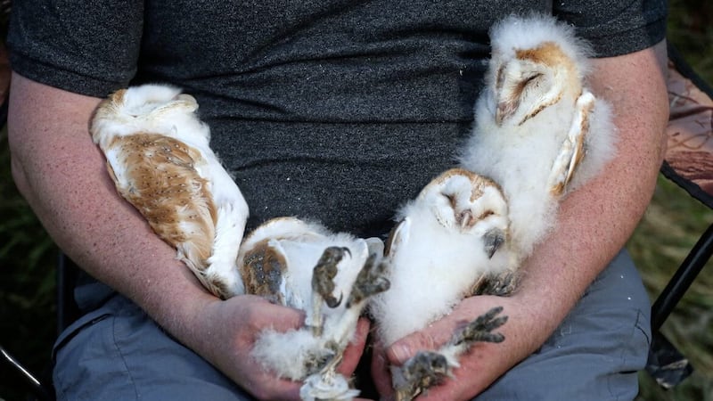Volunteer Ciar&aacute;n Walsh with the four barn owlets. Picture by Mal McCann 