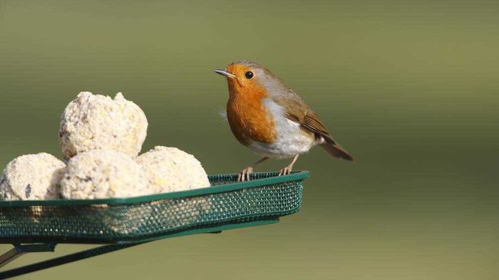 A robin feeds on fruity suet balls on mesh tray Picture by Nigel Blake 