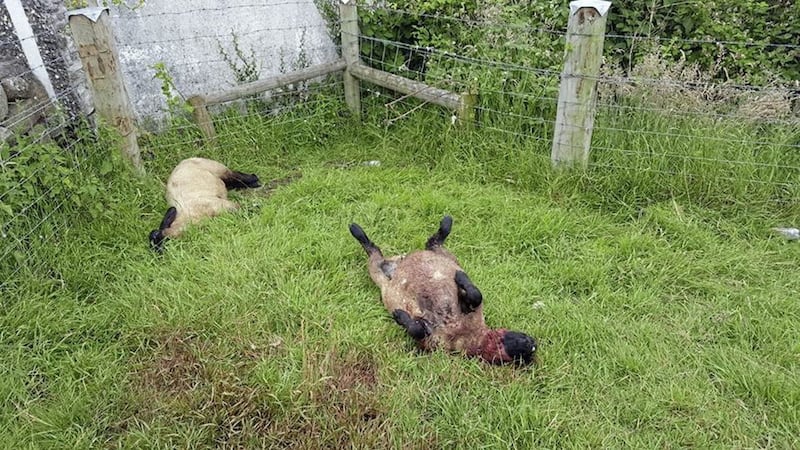 Eight sheep had their ears sliced or cut off, while three others died after being stabbed in the throat on the farm at Temple Hill Road, Ballyholland 