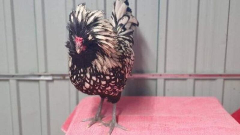 The rooster was taken into the care of the Scottish SPCA in Dundee after being found stray last week.