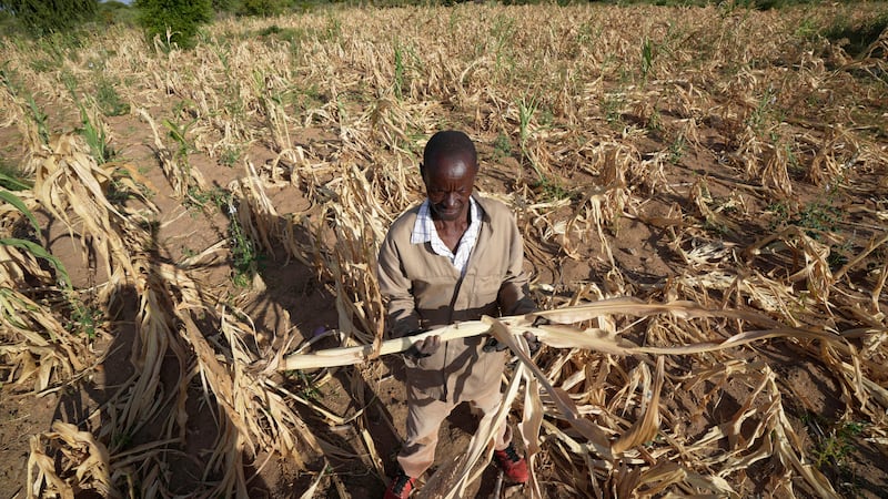 A farmer in Mangwe district in southwestern Zimbabwe, stands in the middle of his dried up crop field