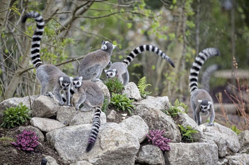 &nbsp;Pictured are the latest arrivals at Tayto Park, ring tailed lemurs as the team announce the opening of &lsquo;Lemur Woods&rsquo;, Ireland&rsquo;s largest lemur walkthrough