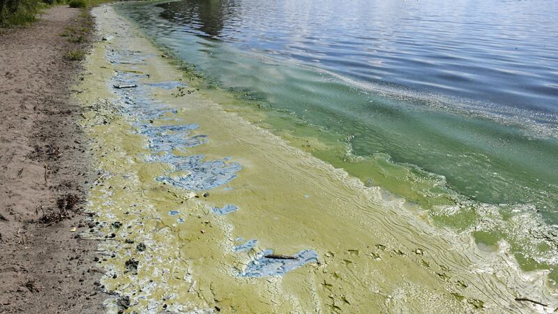 Toxic algae and green algae sludge on the shores of Lough Neagh. Picture by Alan Lewis 